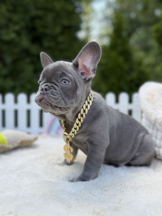Buldog francuski piesek lilac tan