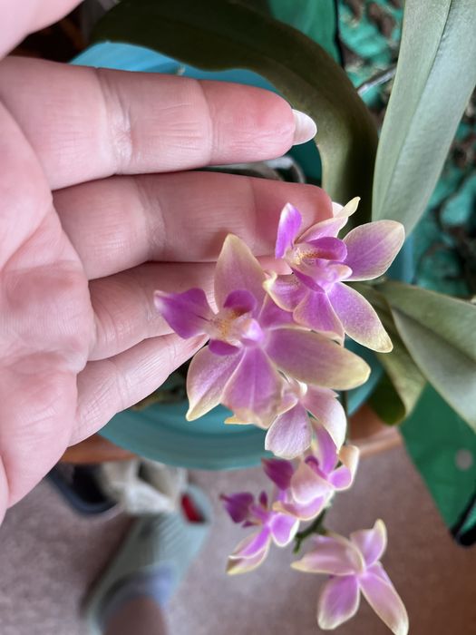 Орхидея фаленопсис