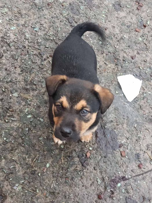 Красивые щенки в хорошие руки