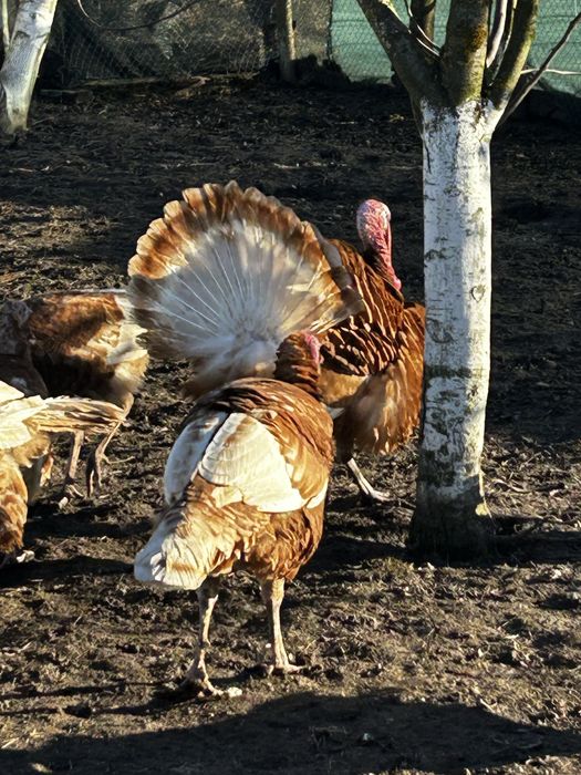 Продам молодь індиків червоний бурбон