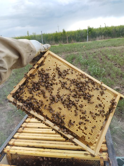 Przezimowane rodziny pszczele