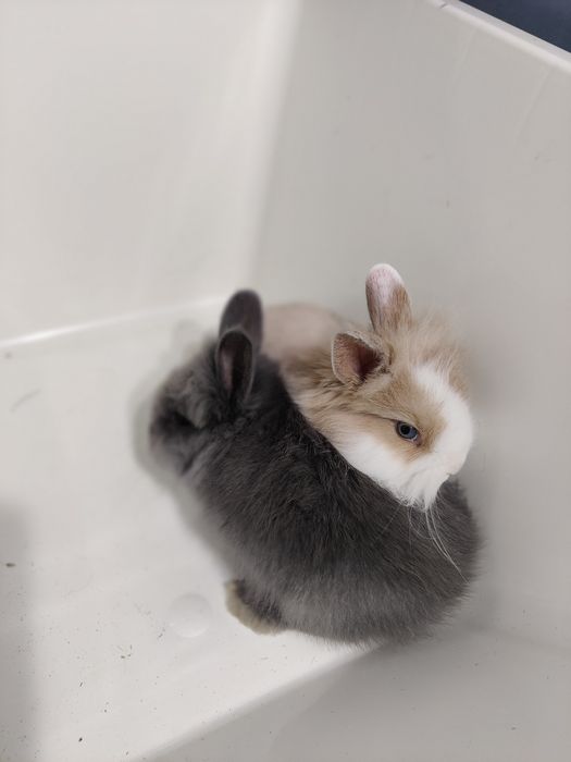 Króliczki Minilop miniaturki baranek  sklep zoologiczny Julianowska 7b