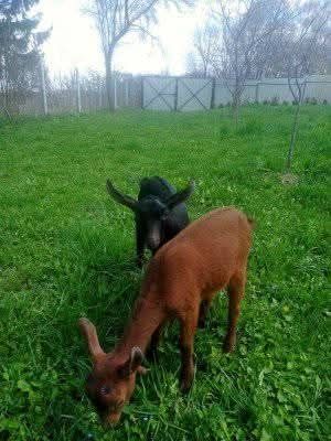 Обезрожування  козенят, термокаутером. Коза, козел.