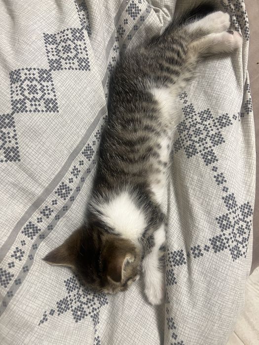 Віддам кошення в хороші руки