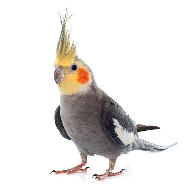 Caturra Cinza Macho