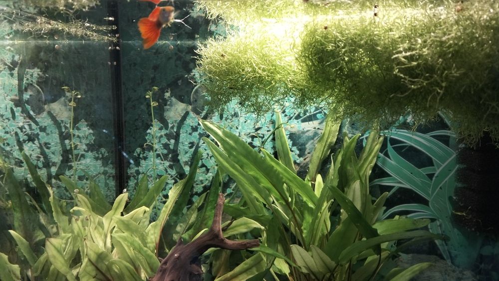 Akwarium z wyposażeniem