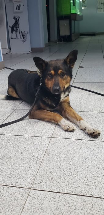 Метис овчарки в хорошие ручки!