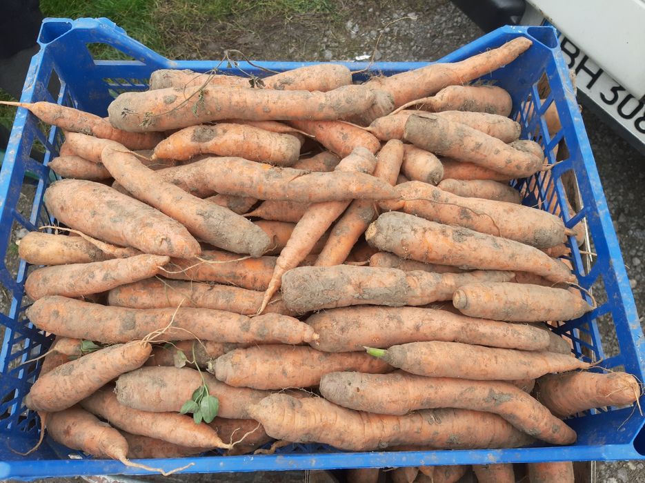 Продам моркву домашню