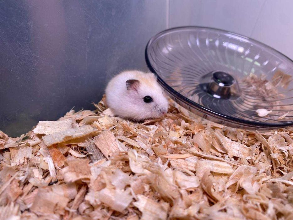 ручні хом'ячкі бусінки очки джунгарики карликові хом'яки