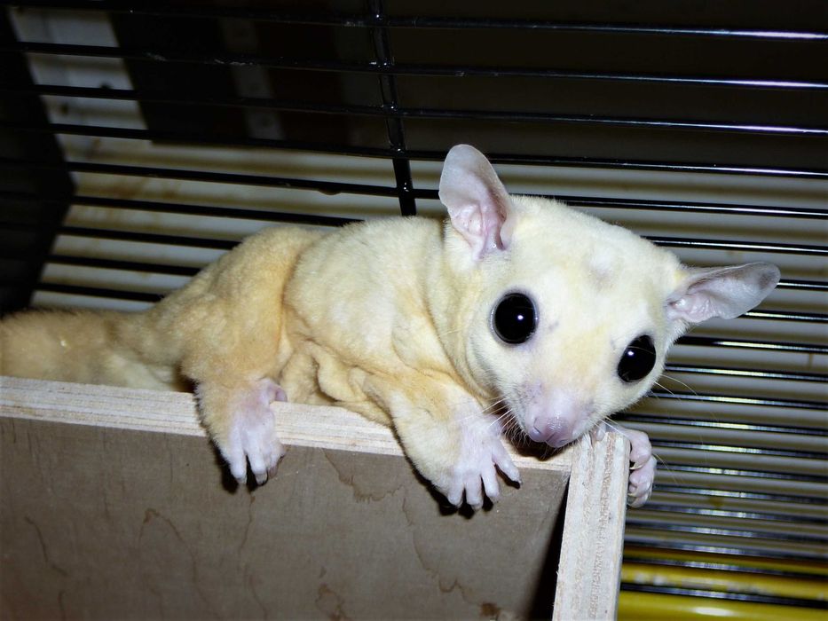 Lotopałanka karłowata Silver, Platinum, Leucistic lotopałanki parka