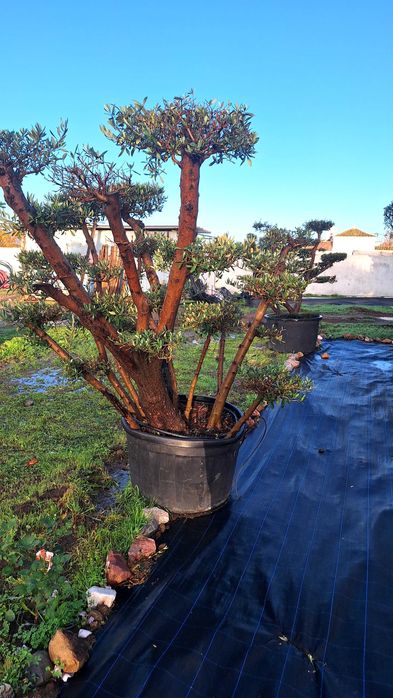 Jardim das Oliveiras