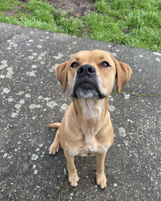 Adoção responsavel