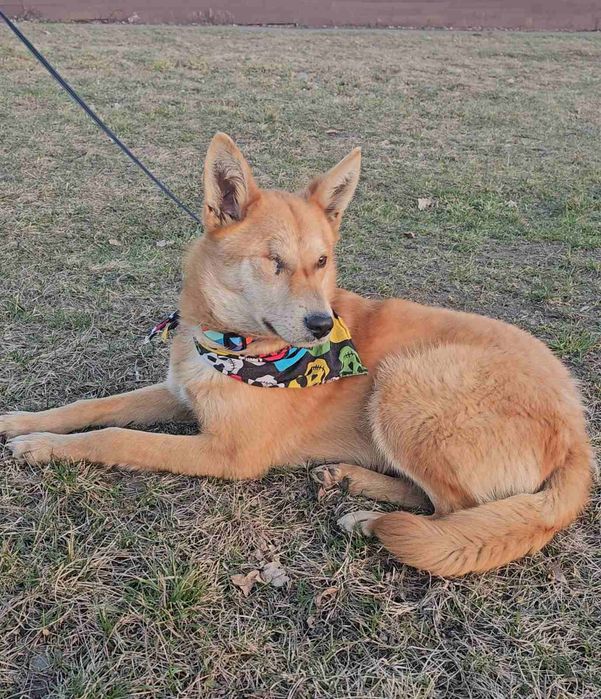 Песик в добрі ручки!