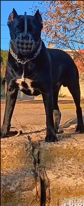 Кобель Cane Corso для вязки