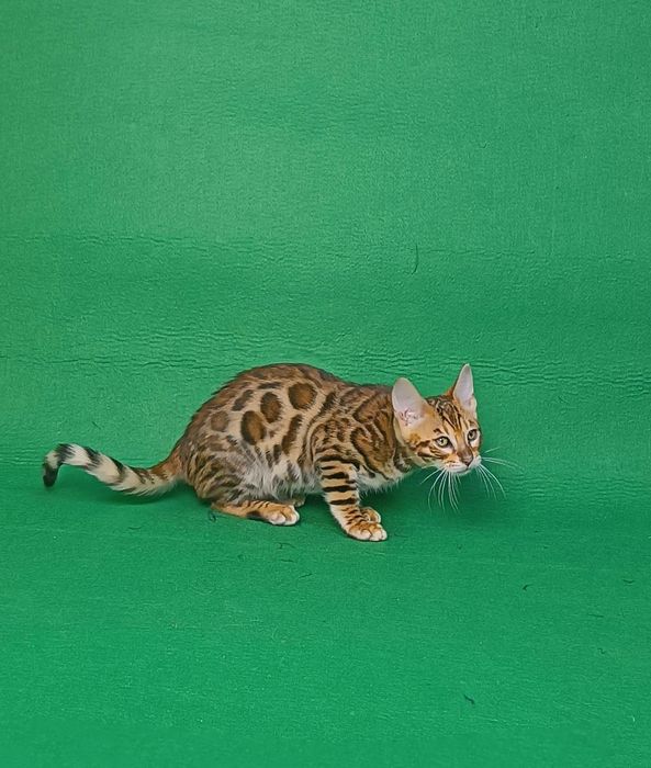 Розкішний хлопчик бенгал