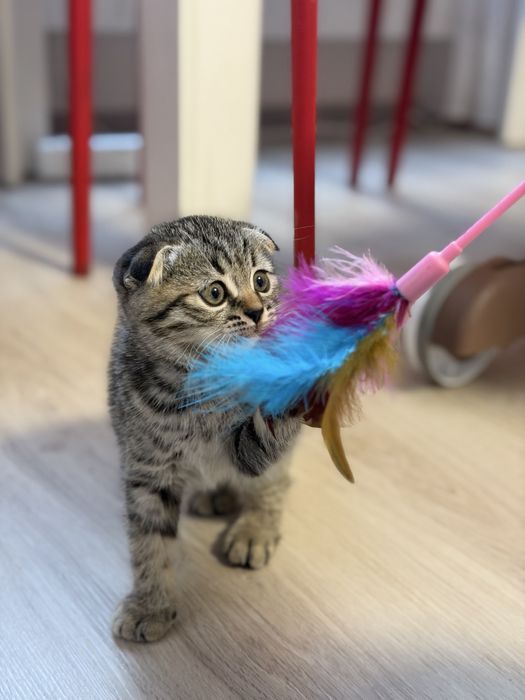 Шикарный вислоухий шотландский котенок