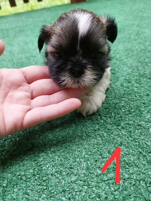 Pieski rasy shih tzu