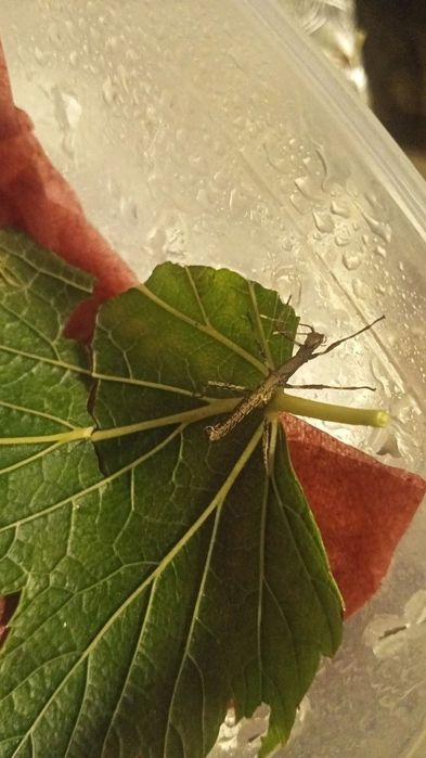 Неочікуваний палочник