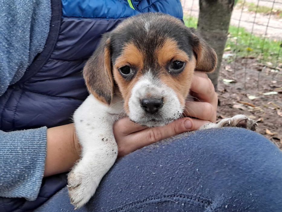 Psy rasowe beagle