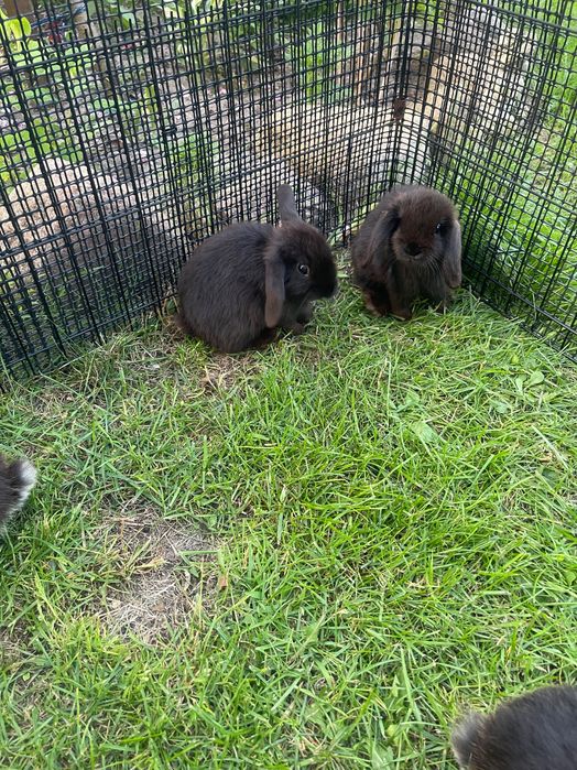 Króliczki Mini lop