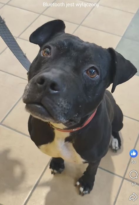 Śliczna Kira bull staffik do adopcji