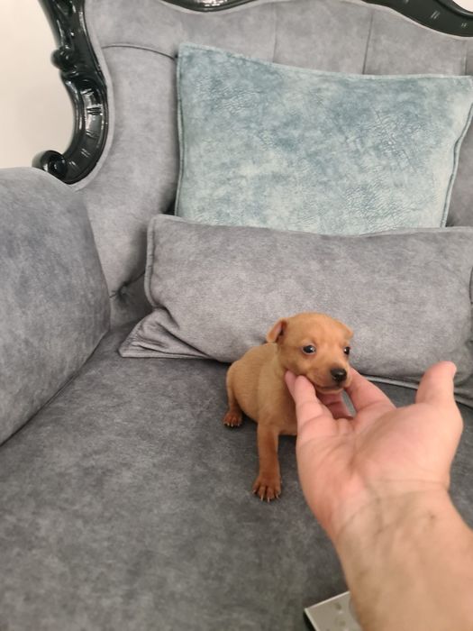 Pinscher miniatura