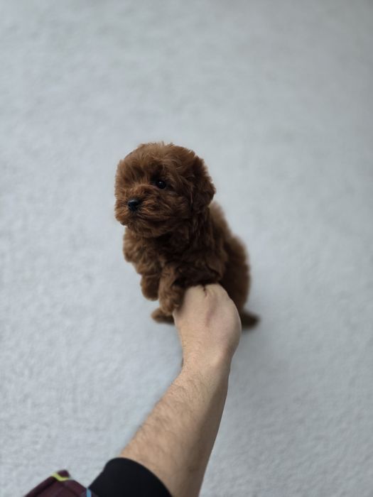 Maltipoo f2b pudel toy red Brown maltipoo f1b