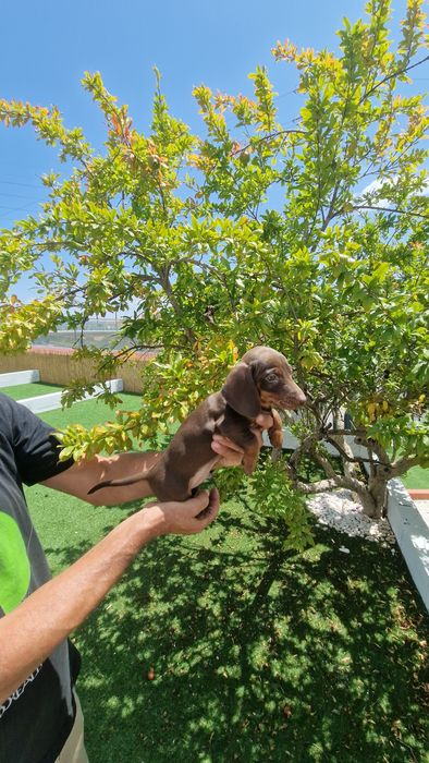 Teckel Castanho Chocolate Macho