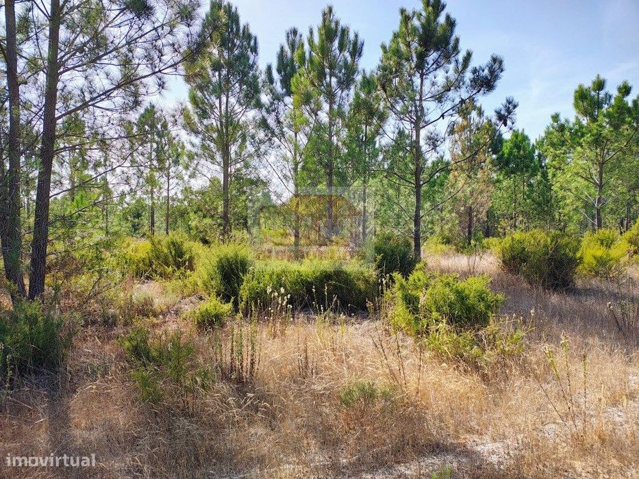 Terreno com 2.6 ha na Muda- PRONTO A CONSTRUIR