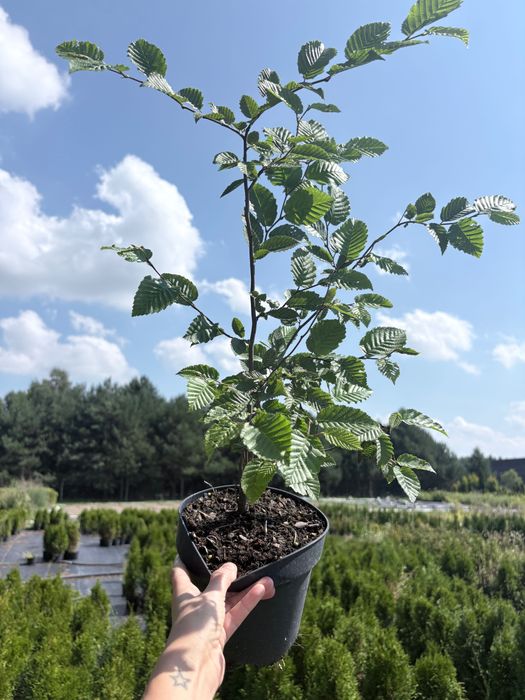 Sadzonka Grab carpinus betulus na żywopłot