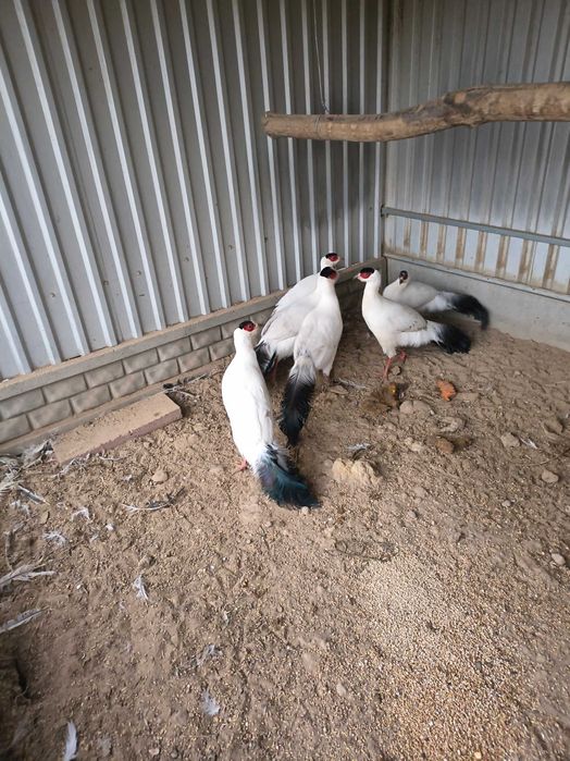 Bażanty uszaki z własnej hodowli