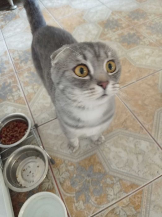 Продам, темна шоколадна шотланська дівчинка.