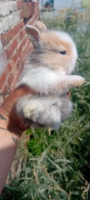 Króliczki miniaturki lwie