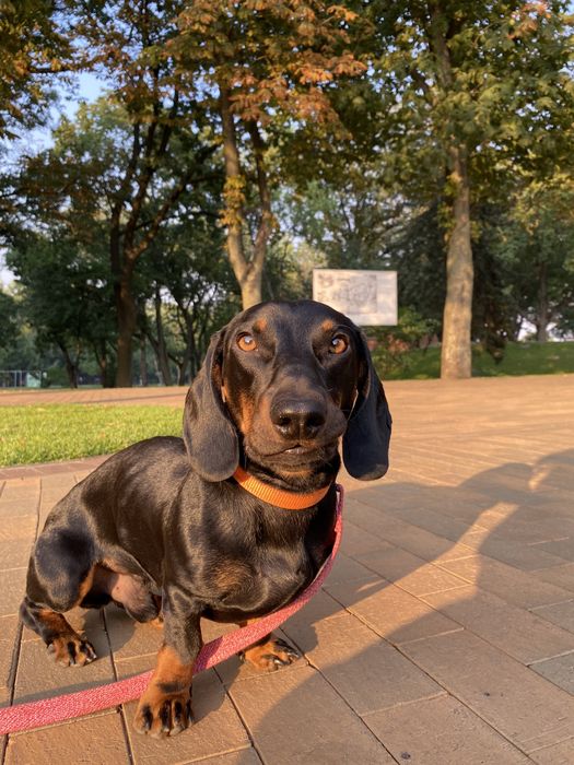 Мальчик ищет девочку(такса)