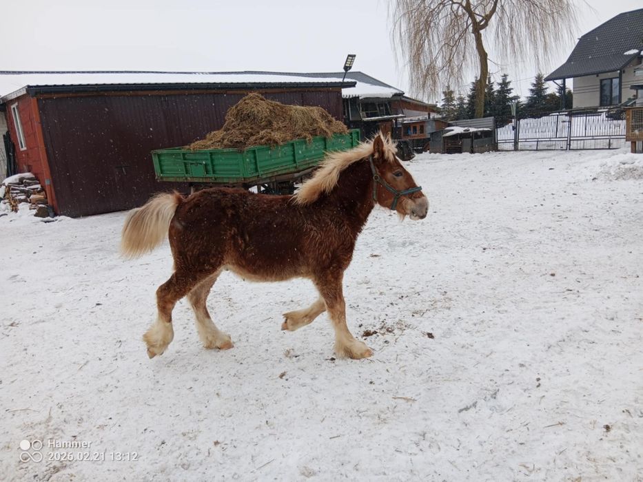 Sprzedam ogerka spokojnego