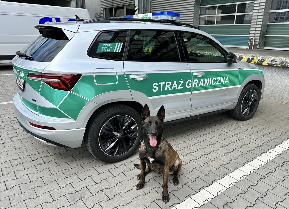 Кобель малінуа 1 рік, КСУ (FCI) бельгійська вівчарка