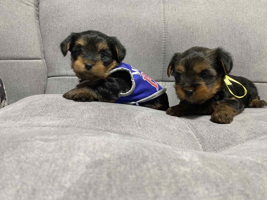 Маленькі чисторовні йорки