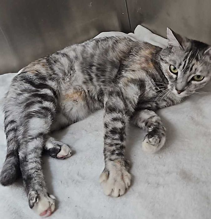 Sosnowiec-Klimontów-1000 zł DLA ZNALAZCY! Poszukujemy kotki Śnieżki