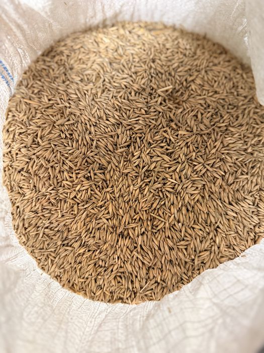 500 kg-Owies  – szybki odbiór bigbag