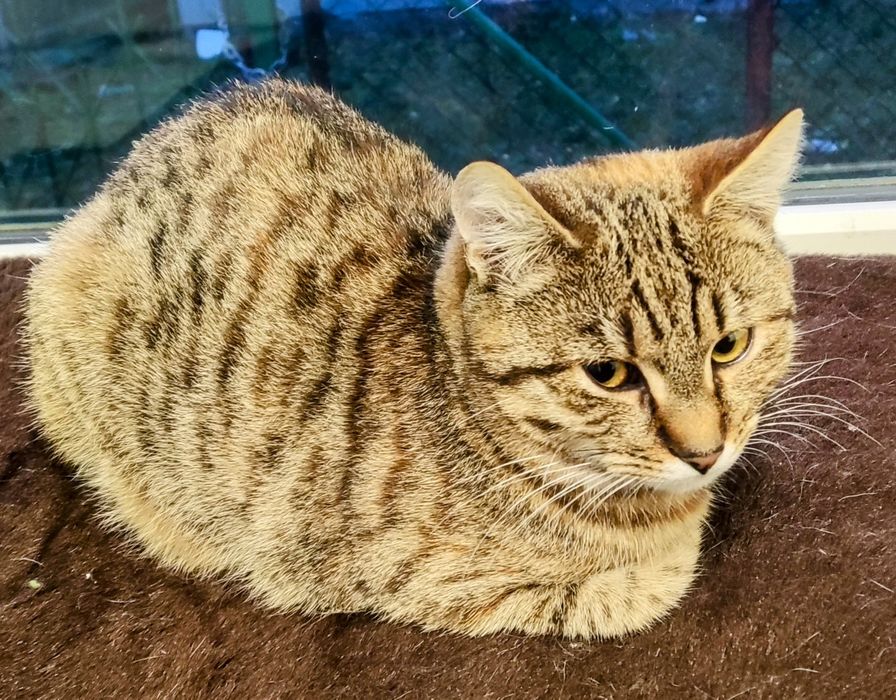 Kotełki do adopcji