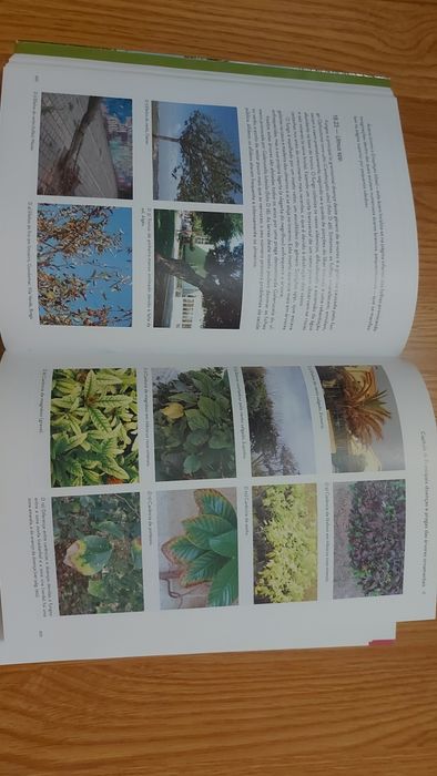 As Árvores na Cidade de António P. Saraiva