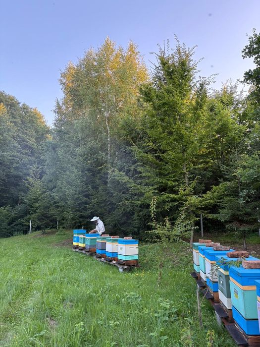 Prawdziwy miód spadziowy ze spadzi iglastej (jodłowej) 1,2kg