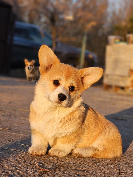 Рудий куцехвостий кобель вельш коргі пемброк