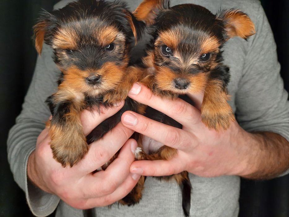 Обаятельные и привлекательные