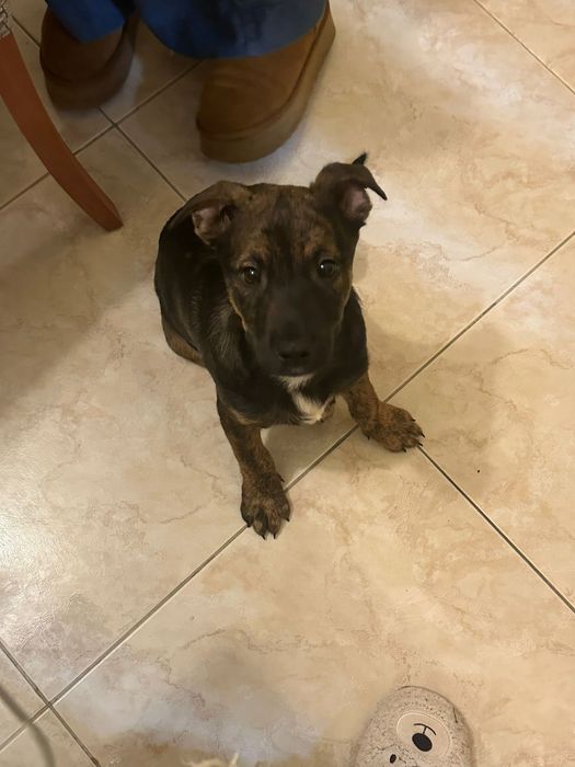 TICO - cachorro para adoção responsável