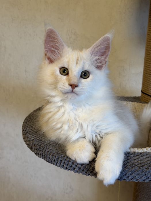 Кошенята Мейн Кун