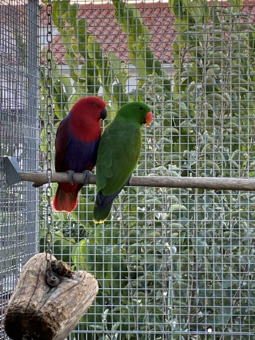 Casal de Papagaios Ecletus