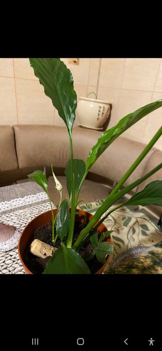 Спатифілум кімнатна рослина