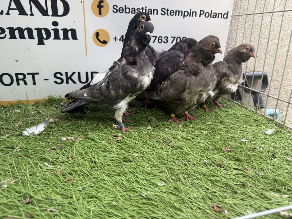 Gołębie. Mewki chińskie. Mewka.  Możliwy transport