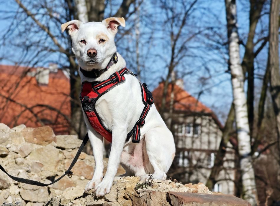 Becik – wierny towarzysz spacerów, gotowy do adopcji